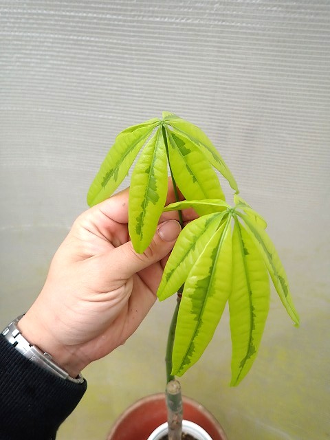 pakiau250511
