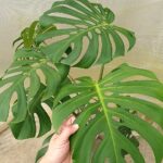 専用となります。モンステラ　切れ込み深いセレクトカブ モンステラ