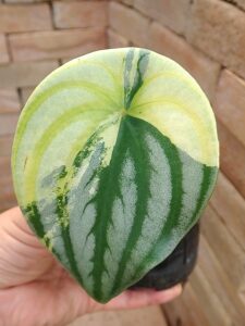 P5140926 | 希少植物の販売 アグラオネマ専門販売店