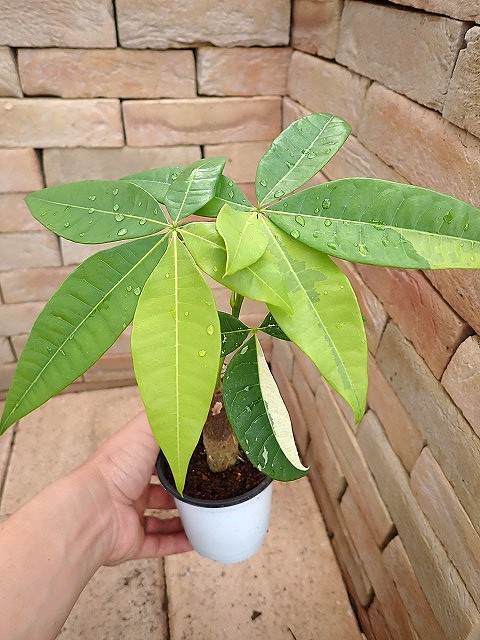 pakiawy250514