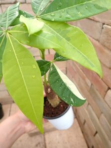 P5140943 | 希少植物の販売 アグラオネマ専門販売店