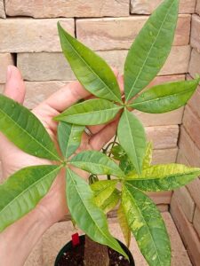 P5140951 | 希少植物の販売 アグラオネマ専門販売店