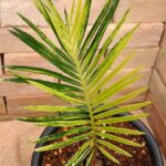 ソテツ 最高発色 蘇鉄斑入り(Cycas revoluta variegata) | 希少植物の