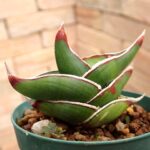 n*m様 S6810★オークション販売★ サンスベリア ロリダ 極上斑入り株！現 n*m様 S6810☆オークション販売☆ サンスベリア ロリダ 極上