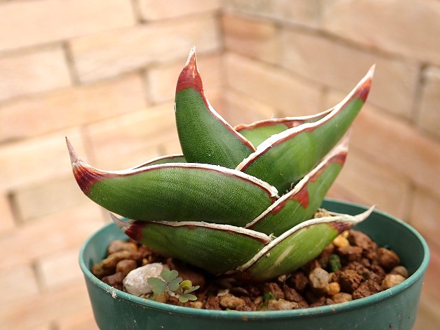 sahanromi250608