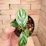 アグラオネマ ニティドゥーム カーティシー Aglaonema nitidum cv