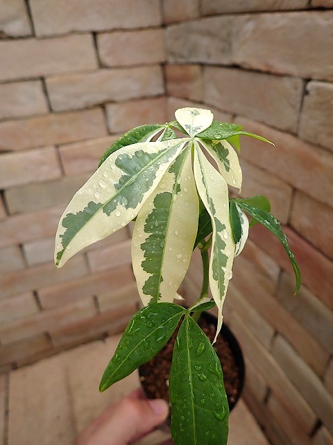 pakivallw250622