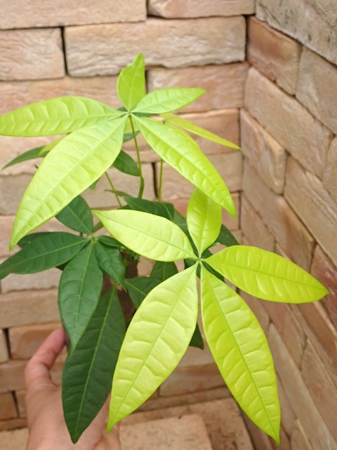 pakiau250626