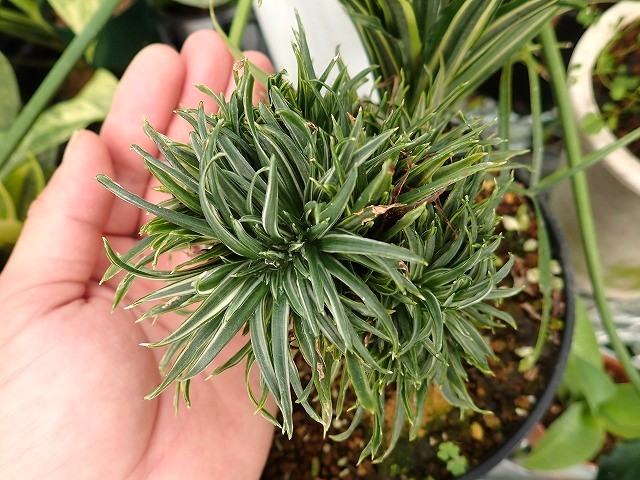 dracaecrismivarie250701