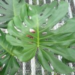 モンステラ デリシオーサ グリーンオングリーン ハーフ 実生斑