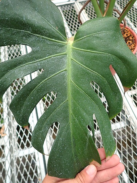 モンステラ デリシオーサ グリーンオングリーン ハーフ 実生斑