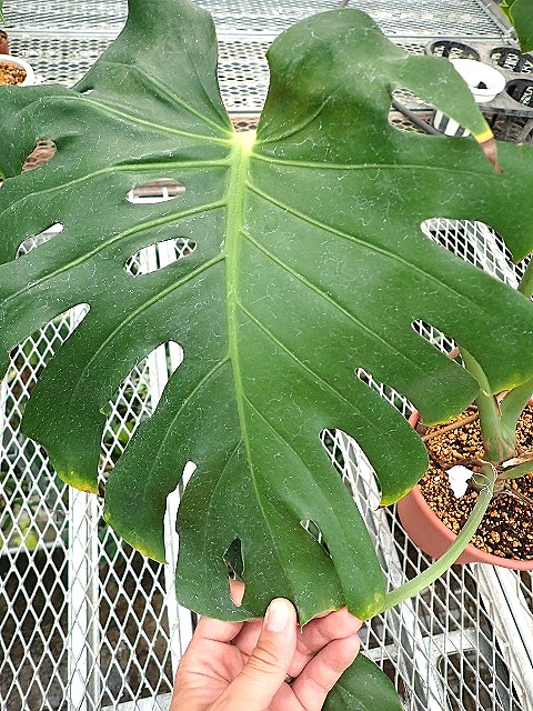 モンステラ デリシオーサ グリーンオングリーン ハーフ 実生斑