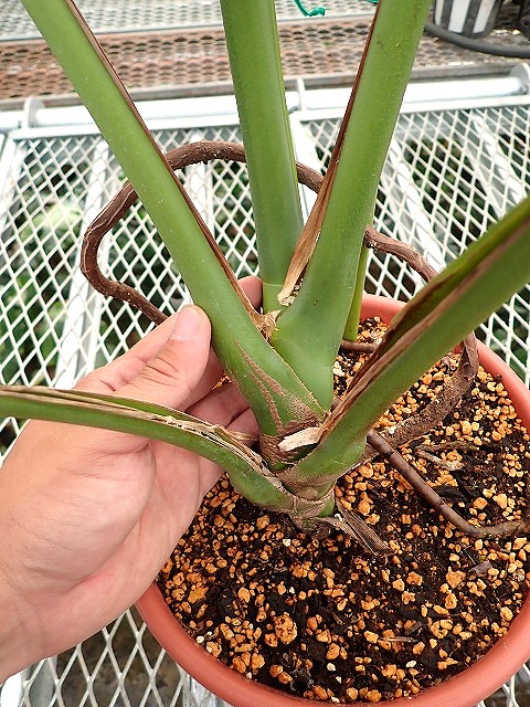 アロイド系　取り置き　モンステラ グリーン・オン・グリーン 親株サイズ アロイド系様専用 取り置き モンステラ グリーン・オン