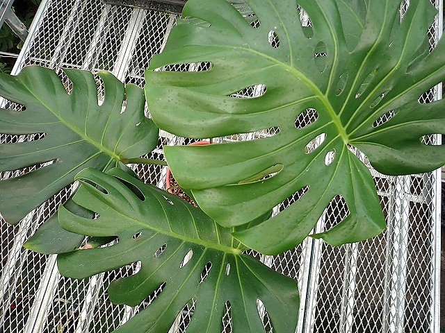 モンステラ9 斑入 グリーンオングリーン デリシオーサ 特大株 発