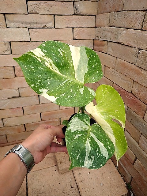 モンステラ デリシオーサ イエローモンスター 特選 超肉厚レモン