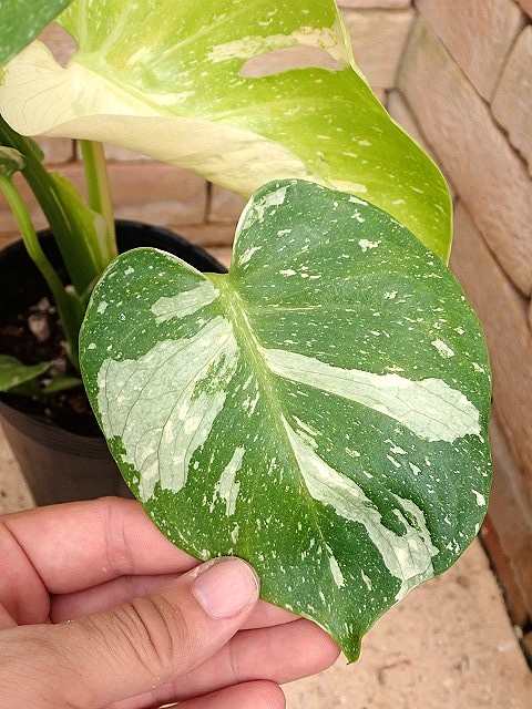超希少 モンステラ レモンライム 斑入り B 超希少 モンステラ レモンライム 斑入り B