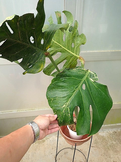 モンステラ デリシオーサ 斑入り 検索 サンダーボルト オセアナ モンステラ デリシオーサ 斑入り 検索 サンダーボルト オセアナ