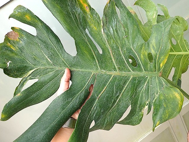 モンステラ デリシオーサ オセアナ サンダーボルト(M.deliciosa