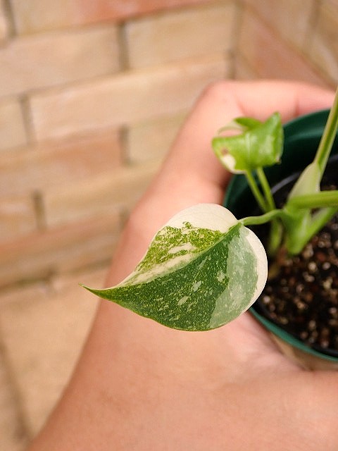 モンステラ デリシオーサ トリカラー(M.deliciosa var.Tricolor TC