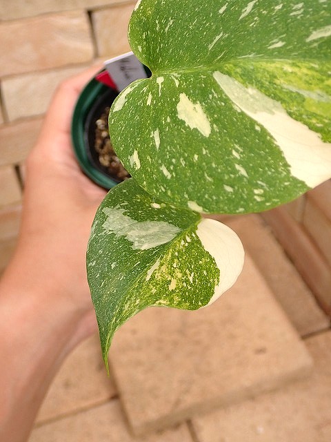 モンステラ デリシオーサ トリカラー(M.deliciosa var.Tricolor TC