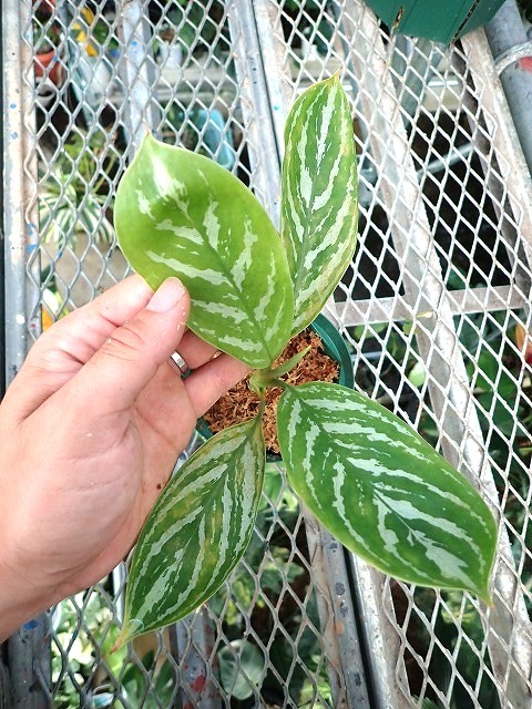 Nitidum-curtisii1250903