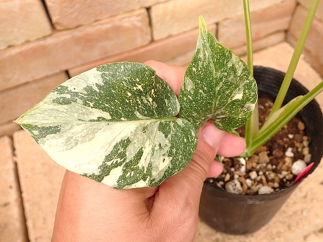 斑入りモンステラ　デリシオーサ　デリシオーサ　プラチナム モンステラ デリシオーサ プラチナム 極斑入り｜Yahoo!フリマ