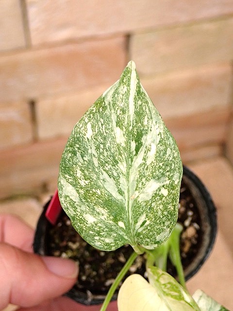 超希少❗️アグラオネマパールオブタイランド新葉展開中✨️ 超希少❗️アグラオネマパールオブタイランド新葉展開中