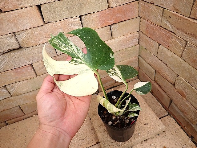 モンステラ デリシオーサ 極麗錦 節間詰まり葉の枚数多 斑入り