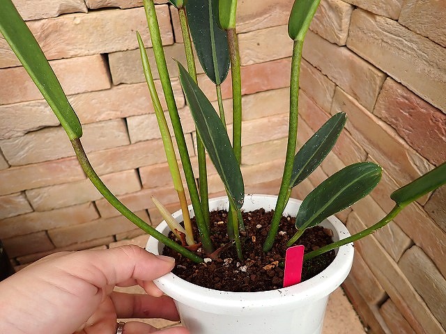 フィロデンドロン カロッスム フィロデンドロン カローサム(Philodendron calossum) | 希少