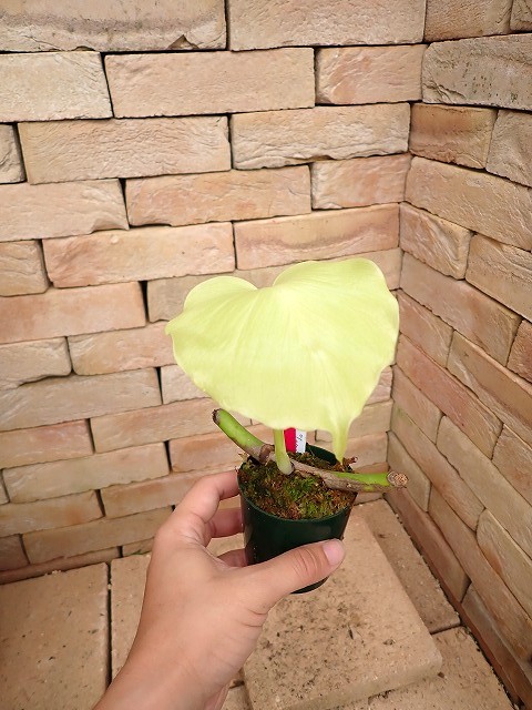 モンステラ デリシオーサ レモン(M.deliciosa var.Lemon) | 希少