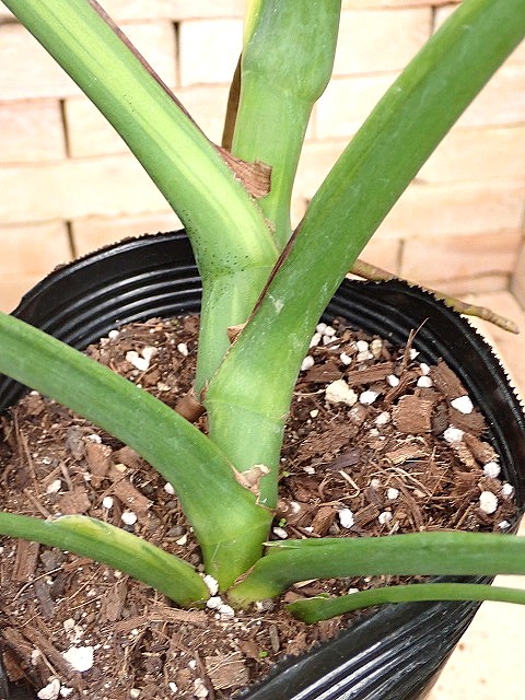 モンステラ デリシオーサ 黄斑 実生(Monstera deliciosa var