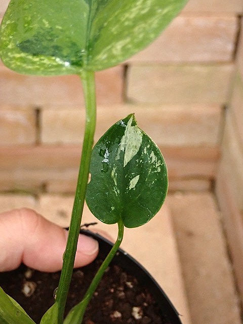 モンステラ デリシオーサ フルミント Monstera Full Mint Monstera Deliciosa Full Mint Variegated| Rare Monstera