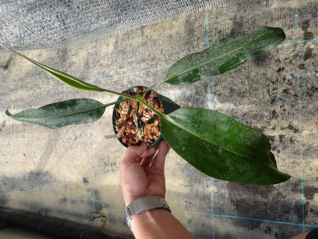 商品 | 希少植物の販売 アグラオネマ専門販売店 『アグラオネマ