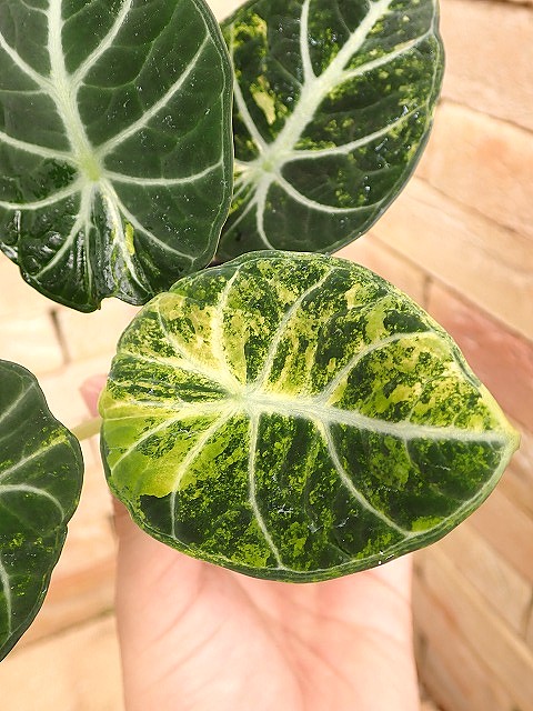 アグラオネマ専門販売店 『アグラオネマ本舗』