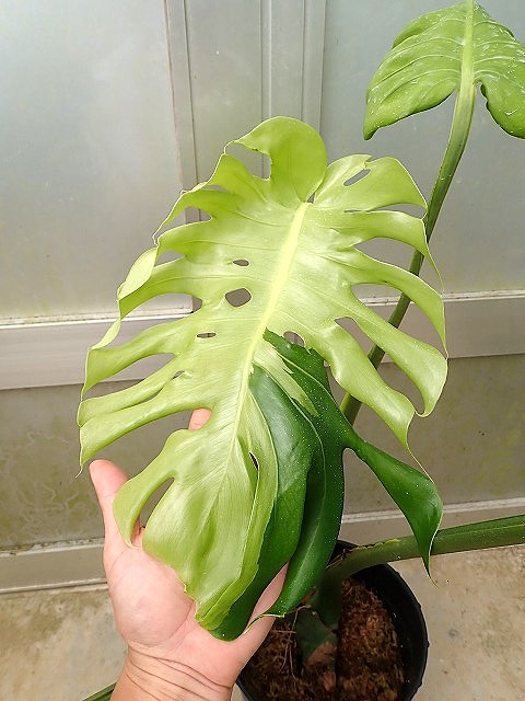 てち　超希少　本物　モンステラ　デリシオーサ　タトゥー　フィロデンドロン 超希少 本物 モンステラ デリシオーサ タトゥー メドウーサー