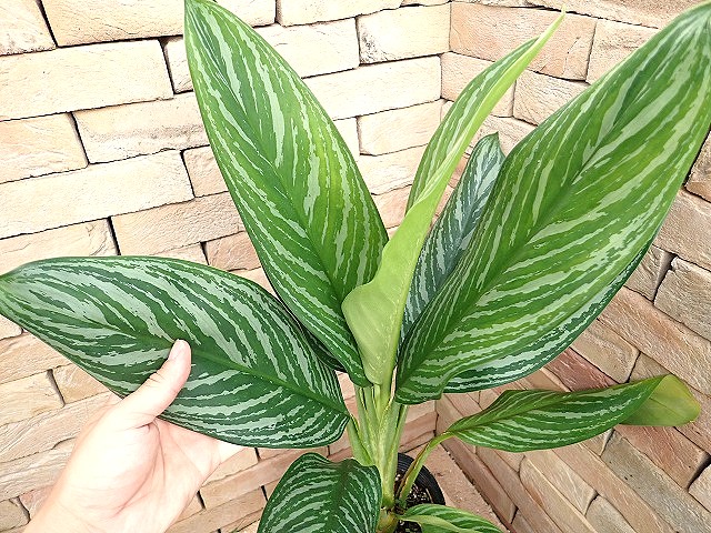 商品 | 希少植物の販売 アグラオネマ専門販売店 『アグラオネマ