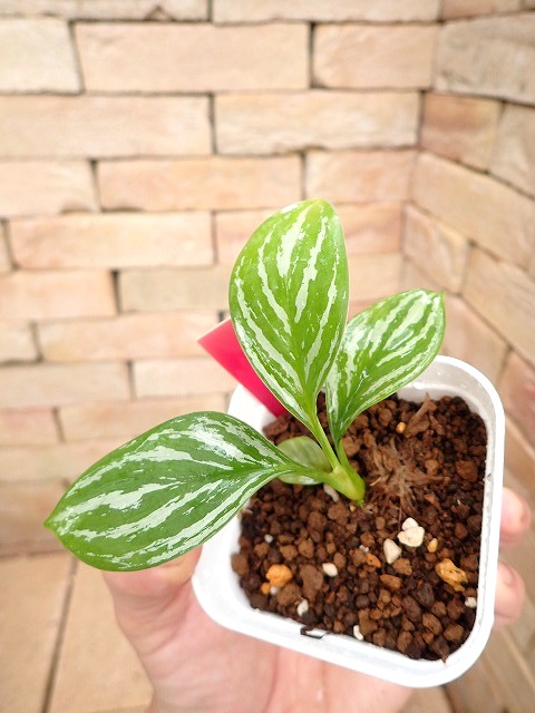 アグラオネマ ニティドゥーム カーティシー Aglaonema nitidum