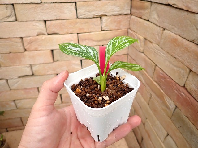 アグラオネマ　カーティーシー アグラオネマ ニティドゥーム カーティシー Aglaonema nitidum