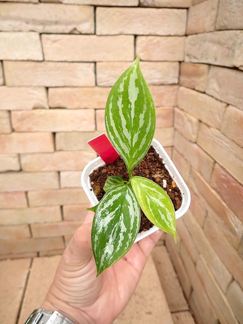 Nitidum-curtisiiTC3251001