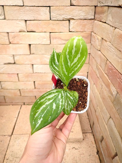 Nitidum-curtisiiTC4251001