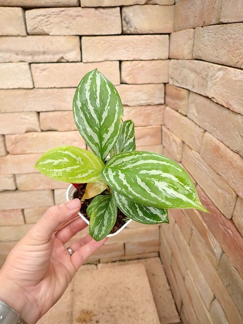 2519 アグラオネマカーティシーAgleonema Curtisii カーティシー＞Aglaonema Nitidum “Curtisii” UND231029