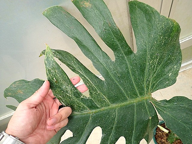 p*品様 モンステラ オーシャナ　タンデルボルト モンステラ デリシオーサ オセアナ サンダーボルト(M.deliciosa