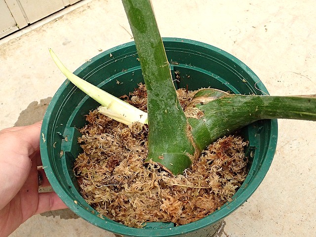 p*品様 モンステラ オーシャナ　タンデルボルト モンステラ デリシオーサ オセアナ サンダーボルト(M.deliciosa