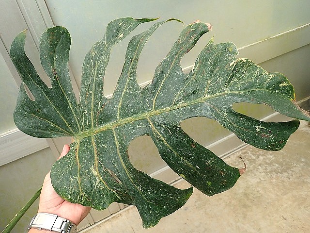 p*品様 モンステラ オーシャナ　タンデルボルト モンステラ デリシオーサ オセアナ サンダーボルト(M.deliciosa