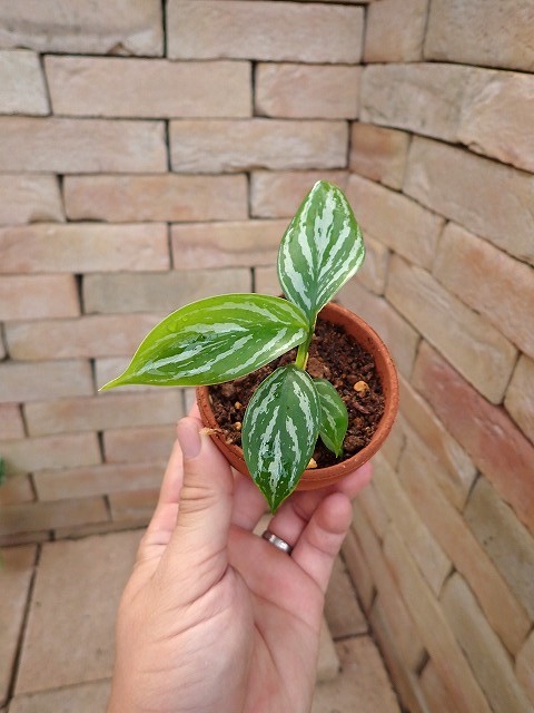 Nitidum-curtisiiTC1251009