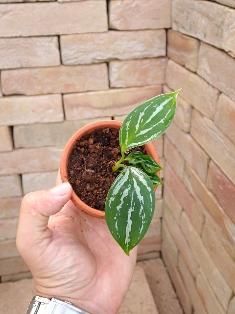 Nitidum-curtisiiTC2251009