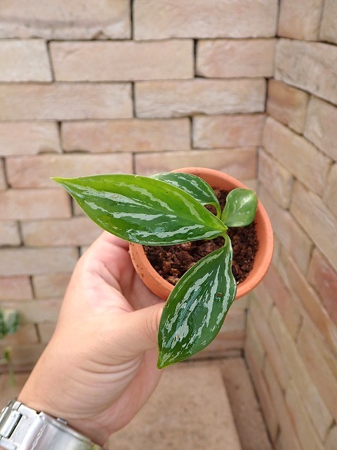 Nitidum-curtisiiTC3251009