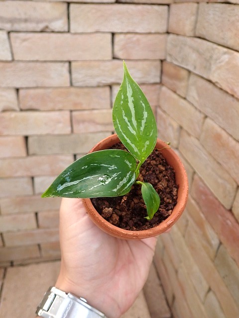 商品 | 希少植物の販売 アグラオネマ専門販売店 『アグラオネマ