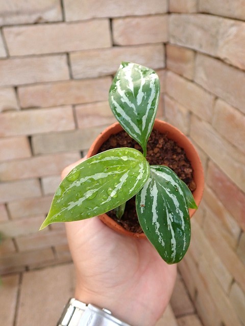 超希少❗️アグラオネマパールオブタイランド新葉展開中✨️ 商品 | 希少植物の販売 アグラオネマ専門販売店 『アグラオネマ