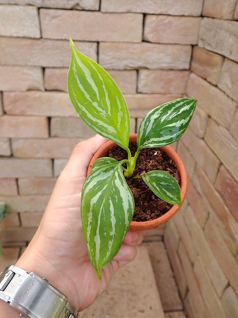 Nitidum-curtisiiTC6251009